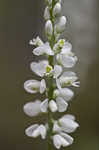 Boykin's milkwort